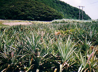 pine