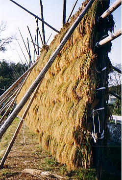 kunohe2