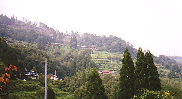 siiba