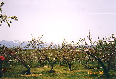 fukushima-oogawara.jpg