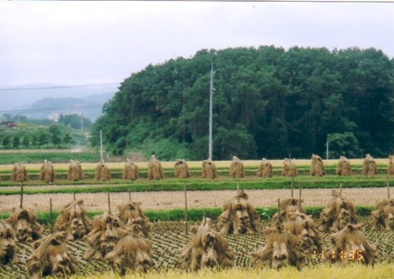 koriyama-nihonmatu.jpg