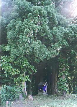 11.jpg