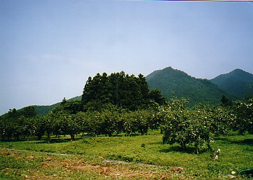 12.jpg
