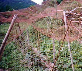 gotohata