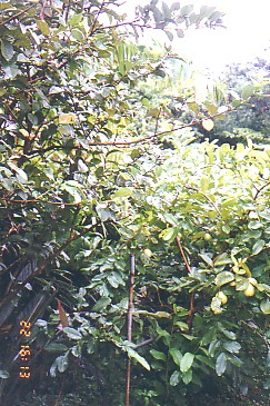guava