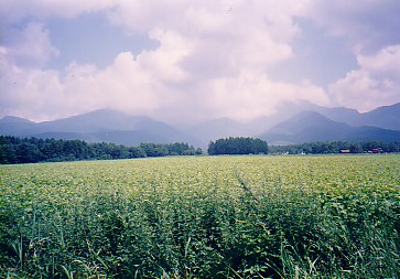 digaku