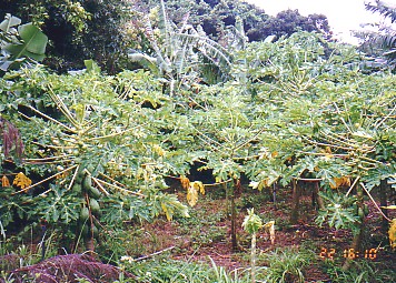 papaya