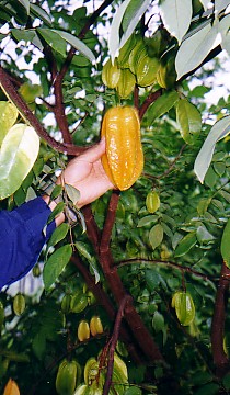 starfruit