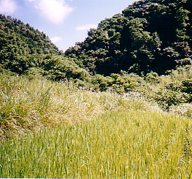 tanada