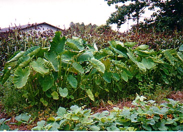 satoimo