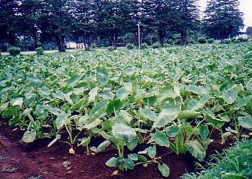 satoimo