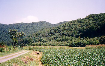 hashikami