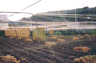 karumai