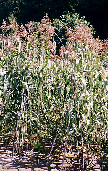 takakibi