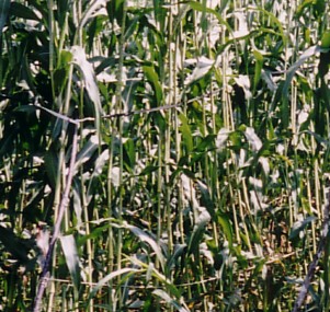 takakibi