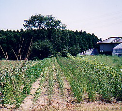 tochigi