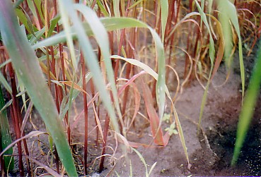 karumai