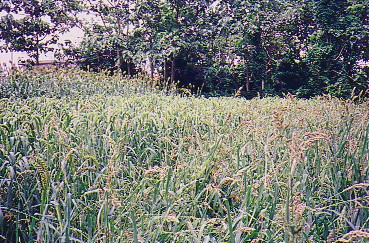 zakkoku