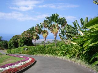 plants
