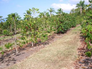 plants