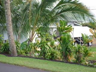 plants