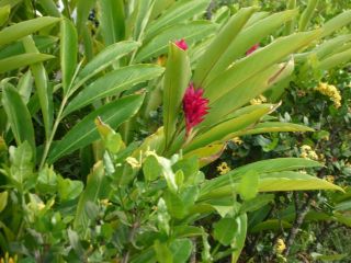 plants