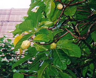 plants
