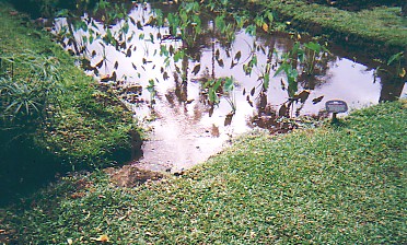 plants