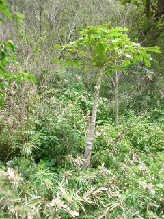 shokubutu