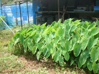 mizuimo