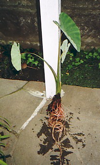 mizuimo