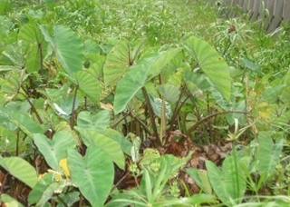 mizuimo